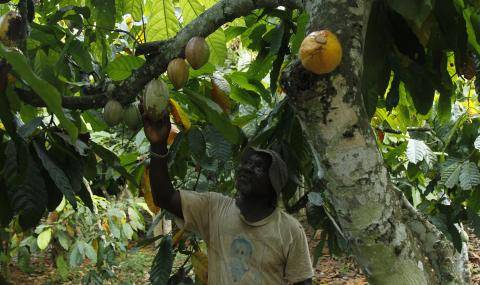 Cocoa farmer harvesting cocoa