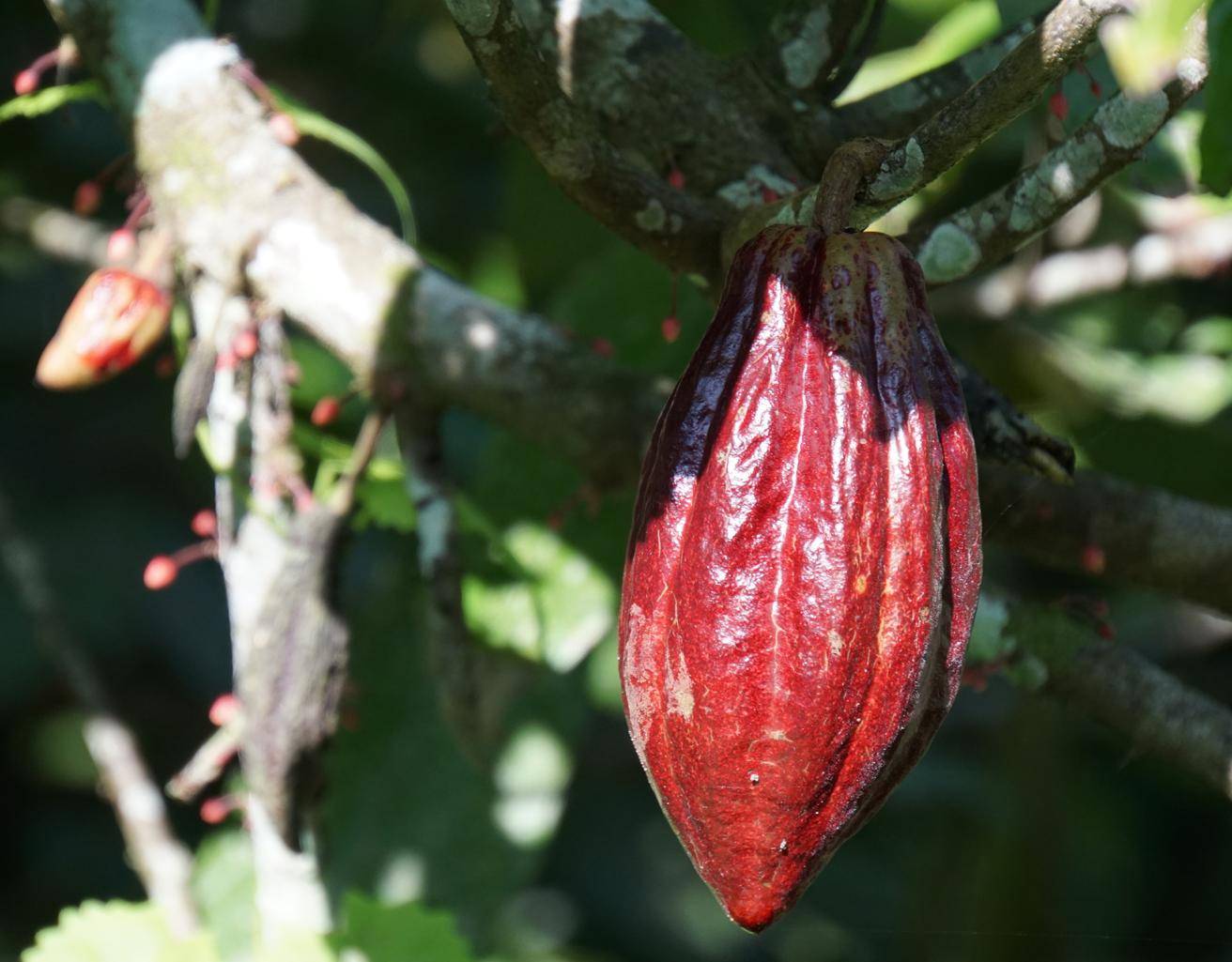 Barry Callebaut Sustainability