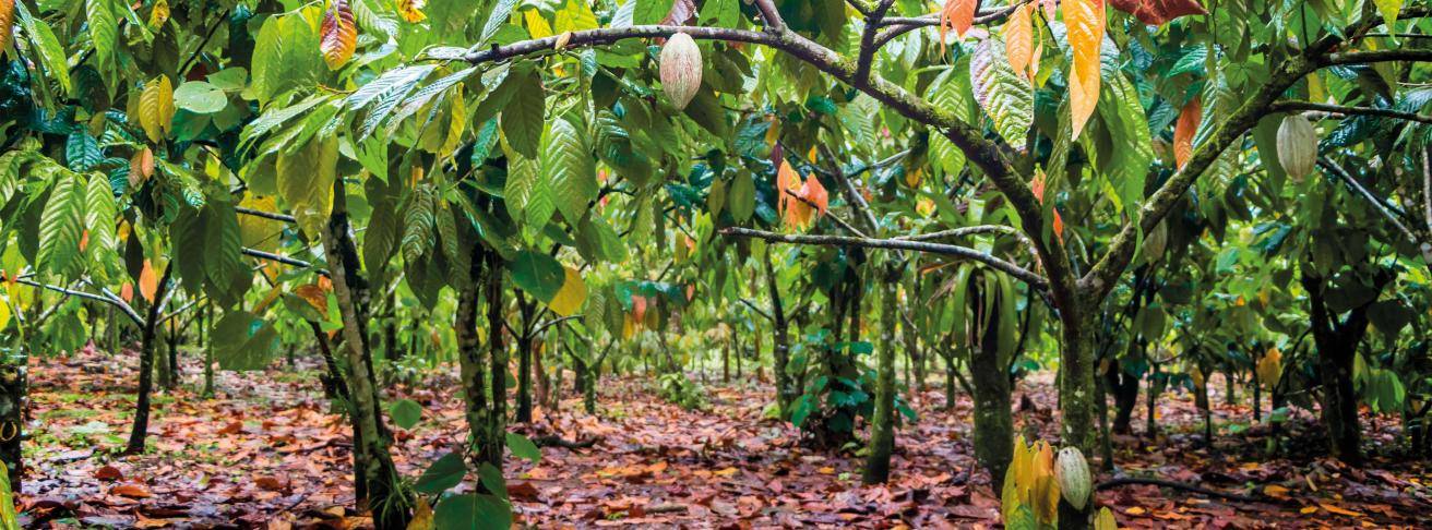 cacaotrees