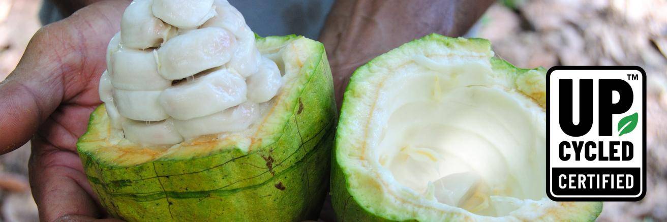 cacaofruit pod open