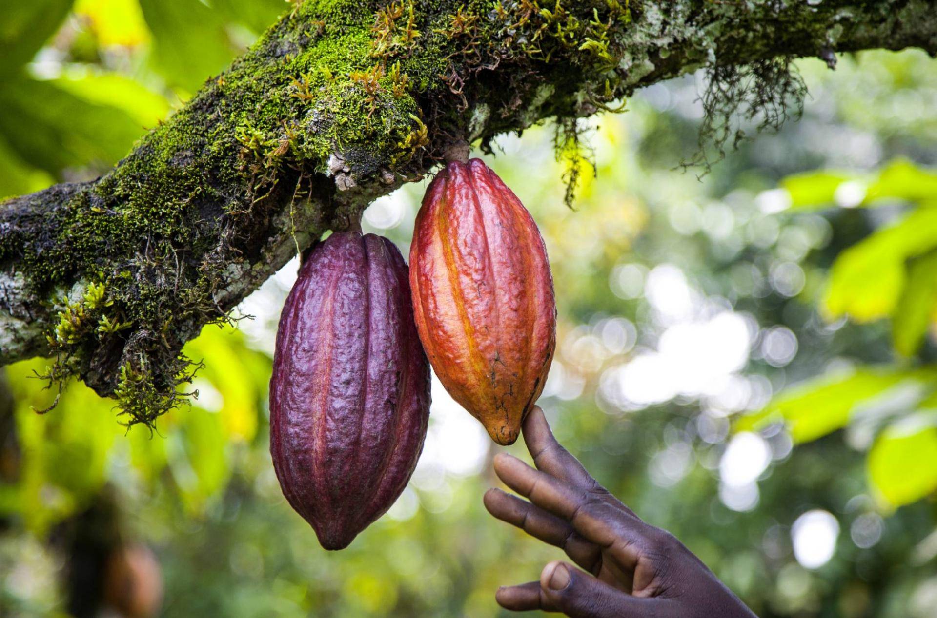 Carma Kakaobohnen am Baum Hand Kamerun