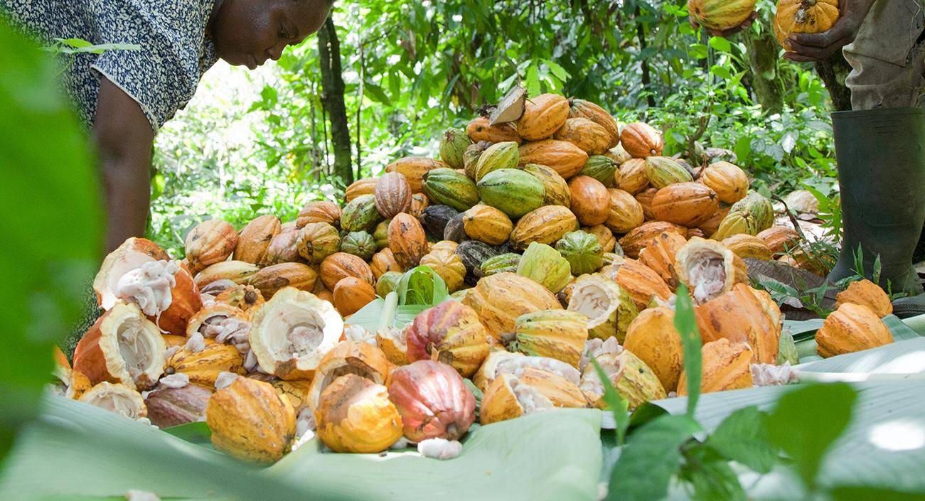 pile of cacao fruits