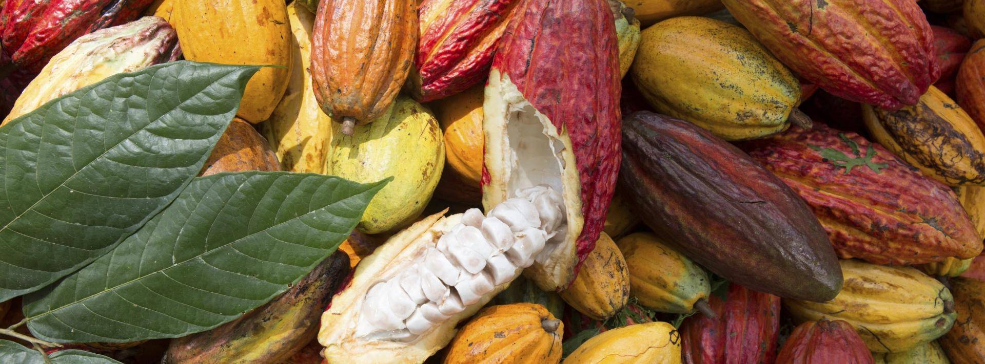 Cocoa pods for traceable chocolate