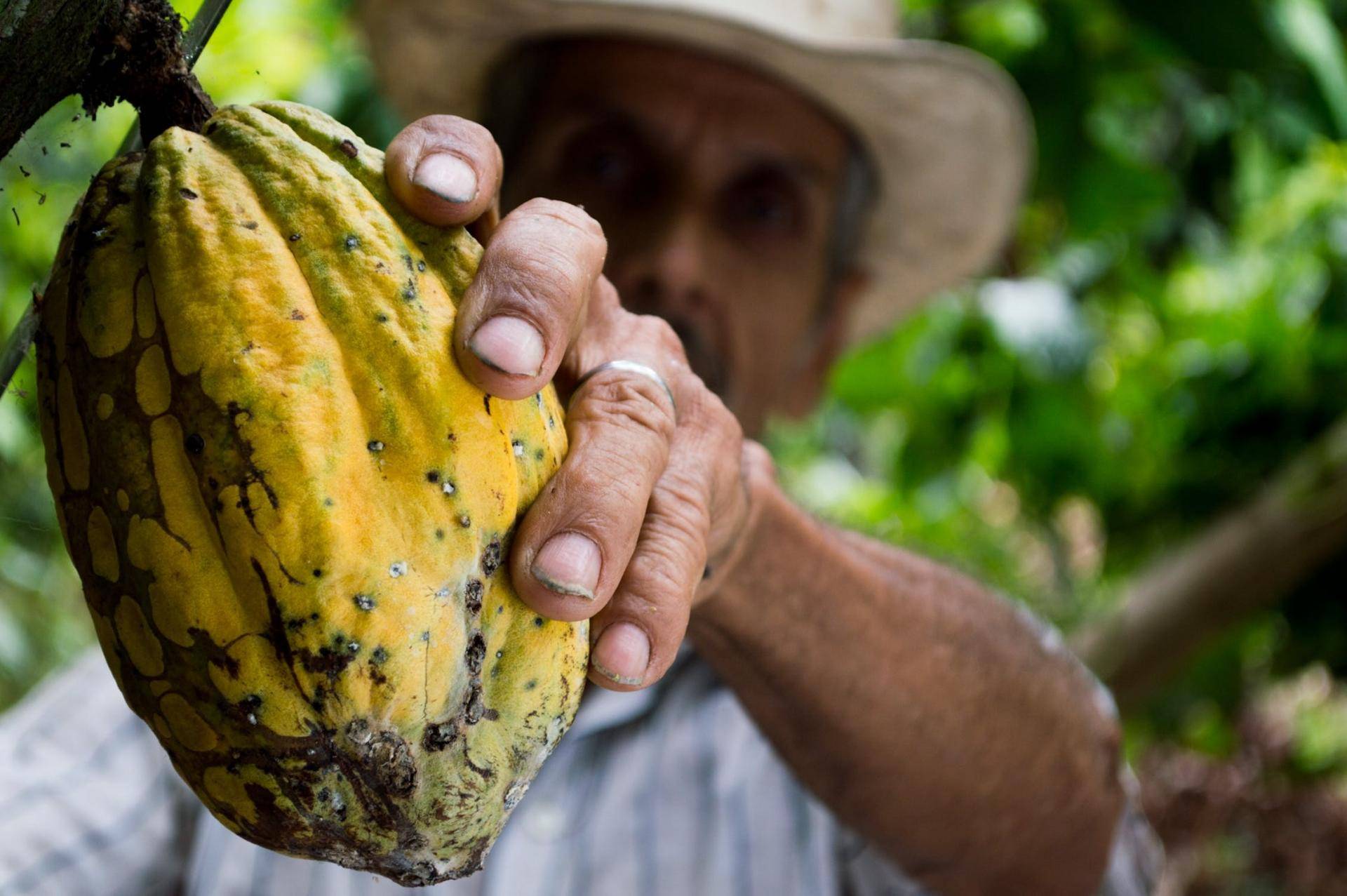 cacaofruit farmer