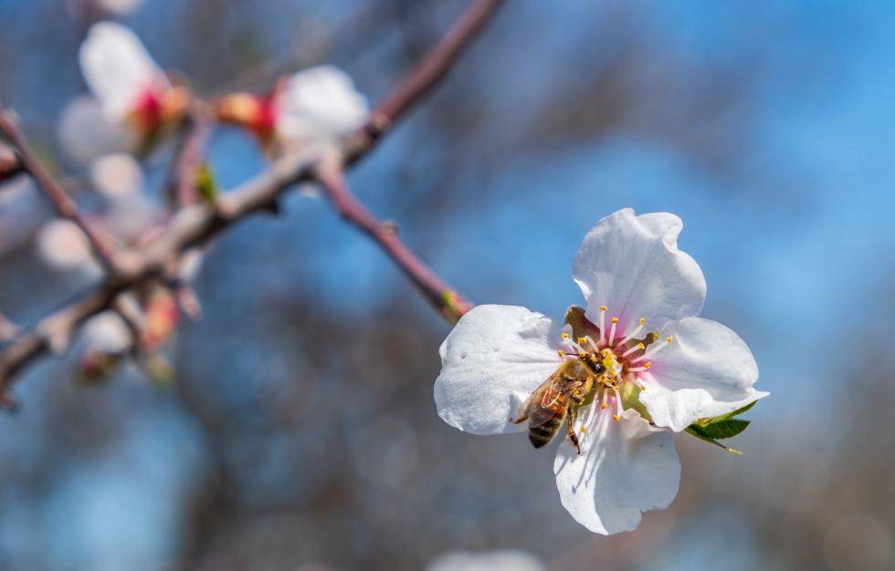 Bee Friendly