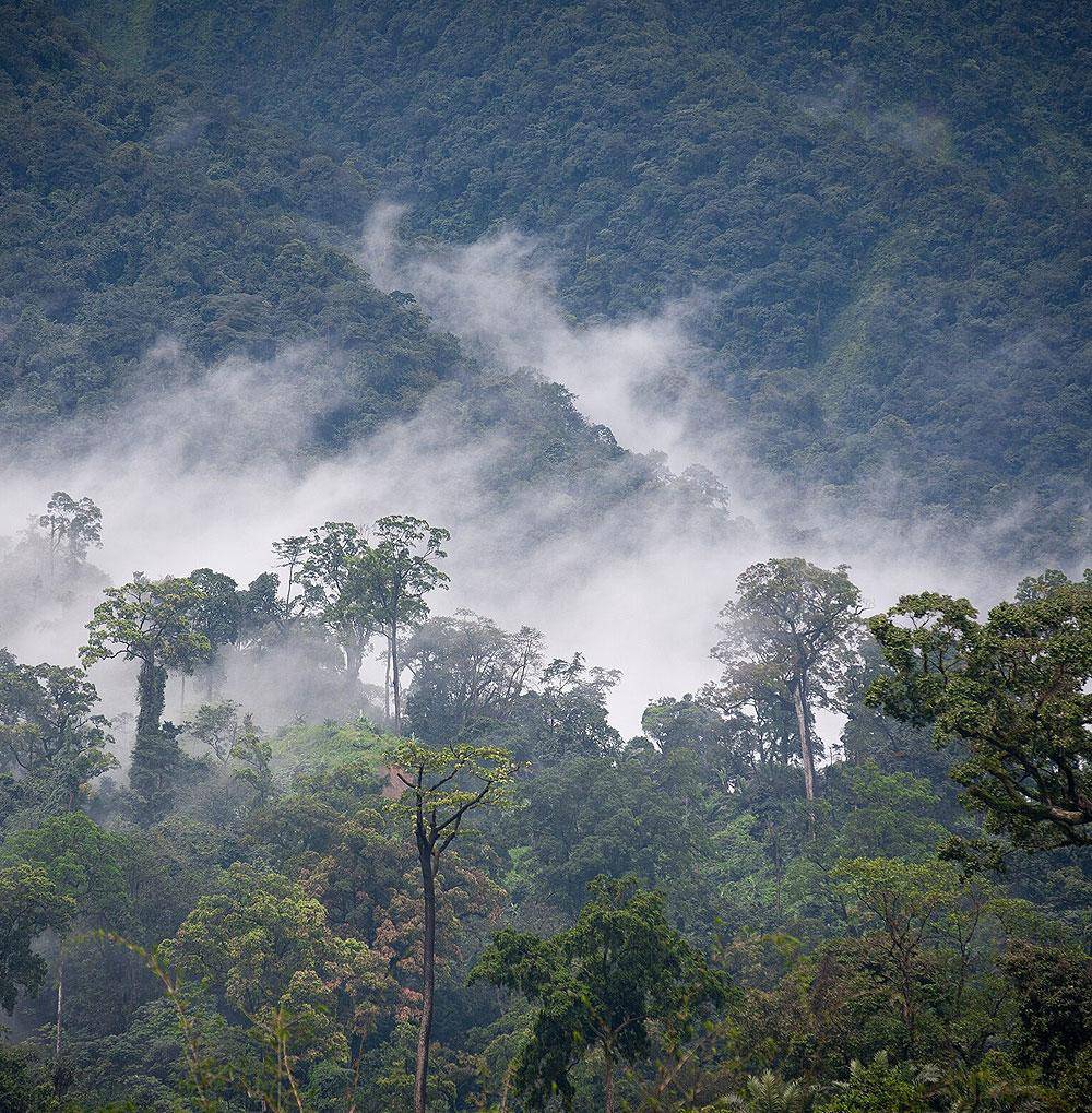 rainforest