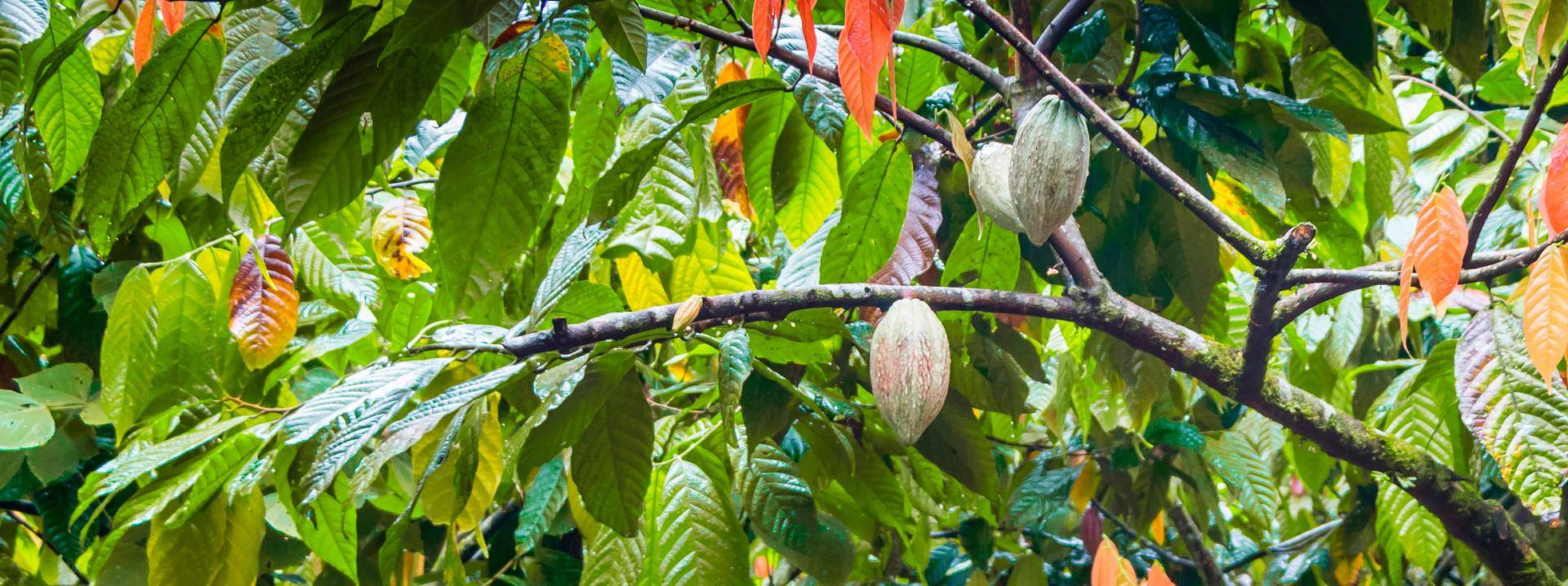 cacaofruit-hanging-in-a-tree