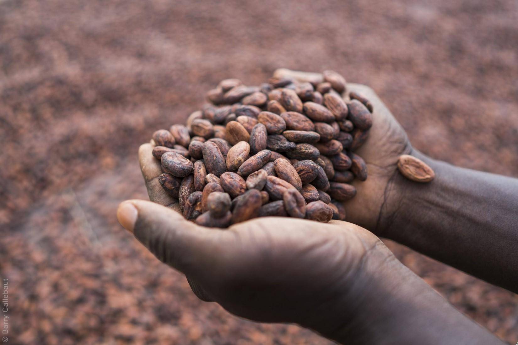 cocoa