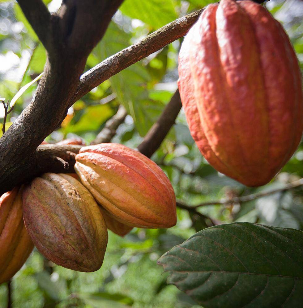 Cocoa Ecuador
