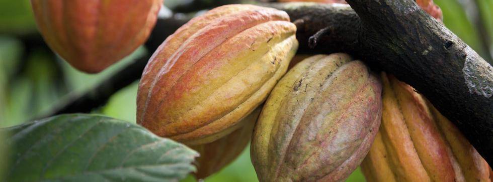 cocoa pods - organic 