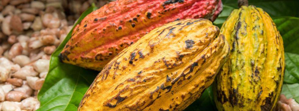 Organic Cocoa Beans and Nuts