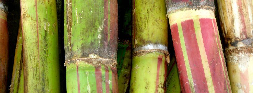 sustainable cane sugar