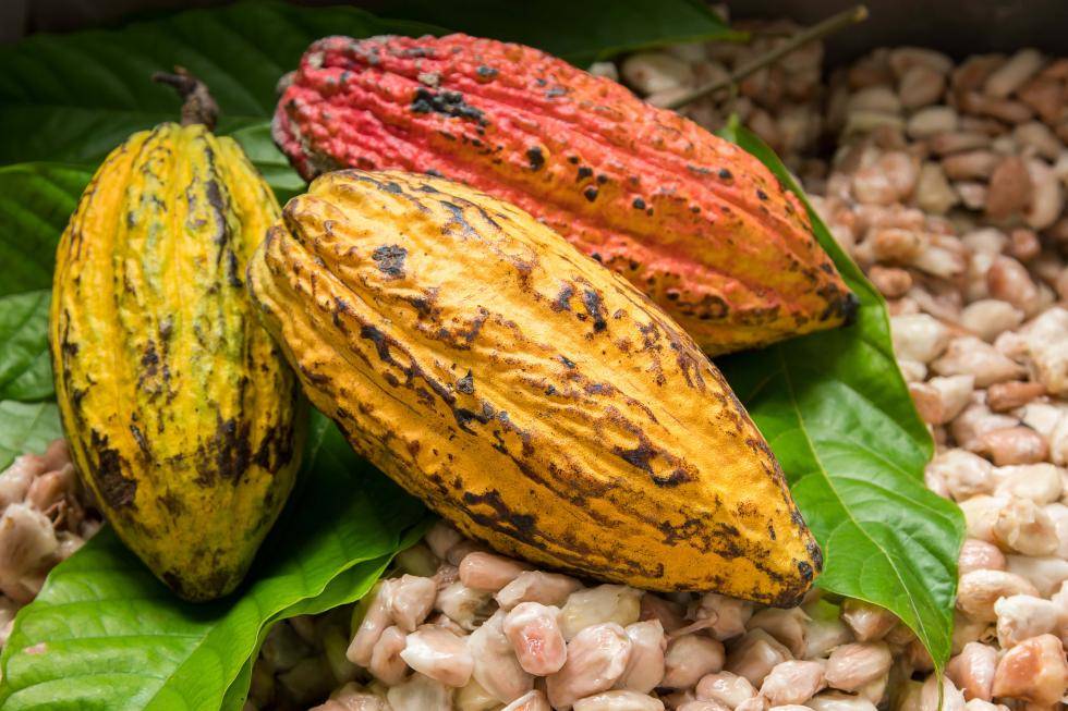 Single Origin cocoa pods
