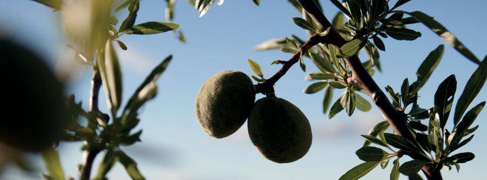 Almond tree nut fruit