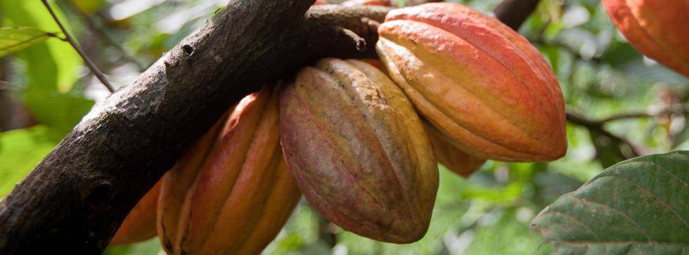 Cocoa pods from Cameroon