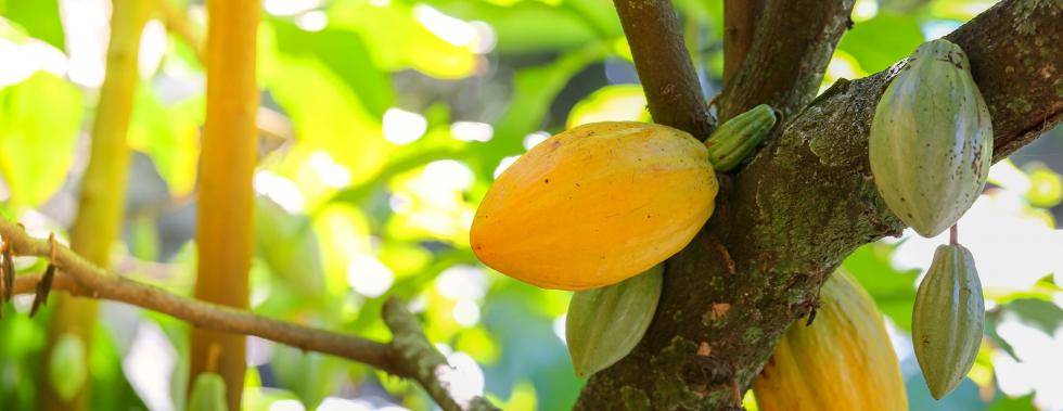 cocoa pod hanging in tree