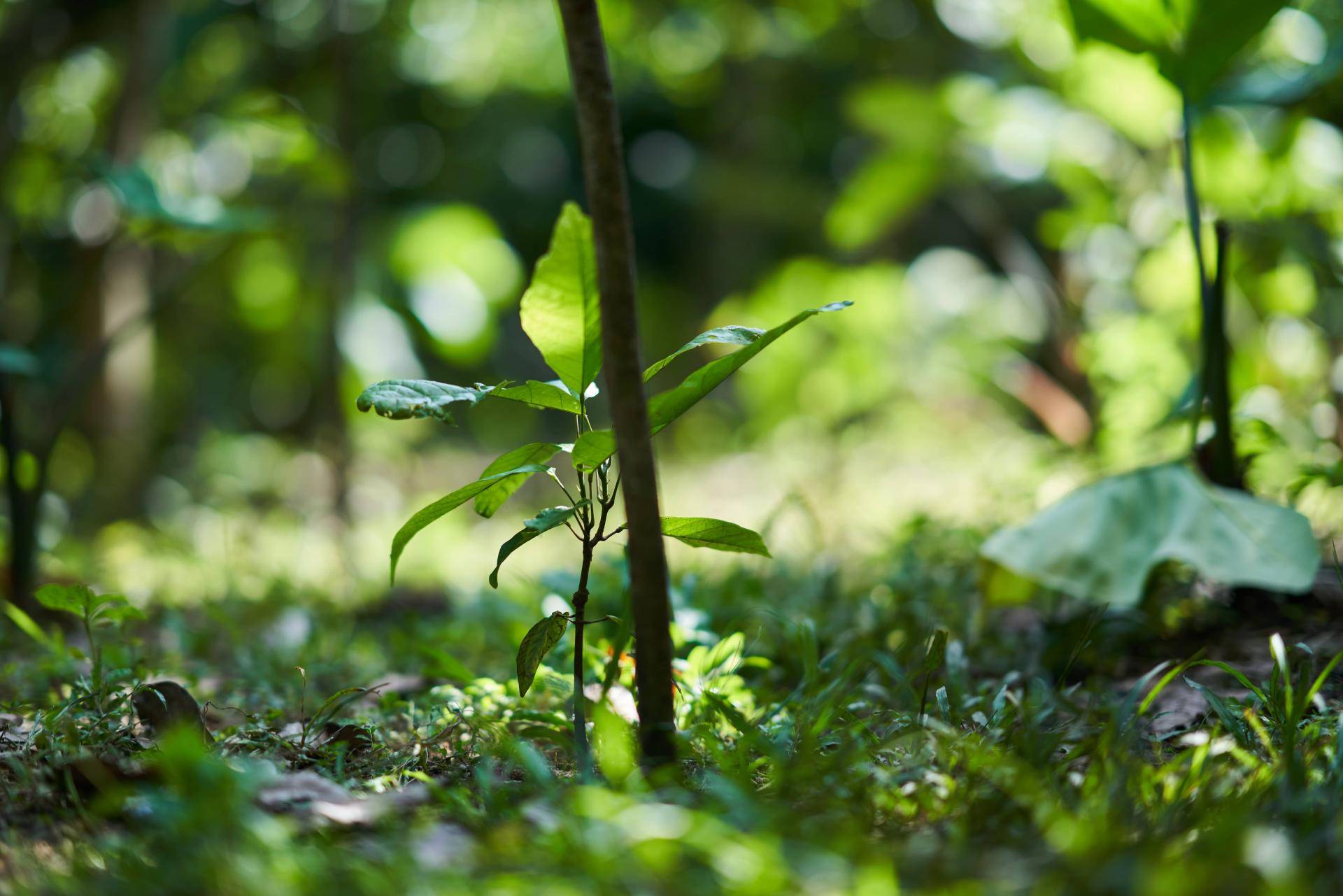 Shade grown cocoa