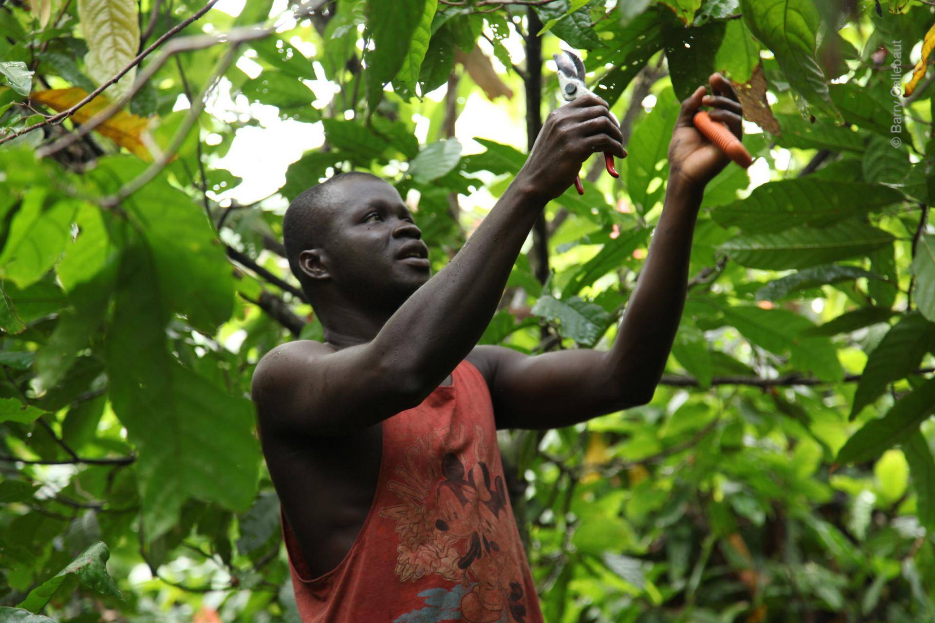 Sustainability Barry Callebaut