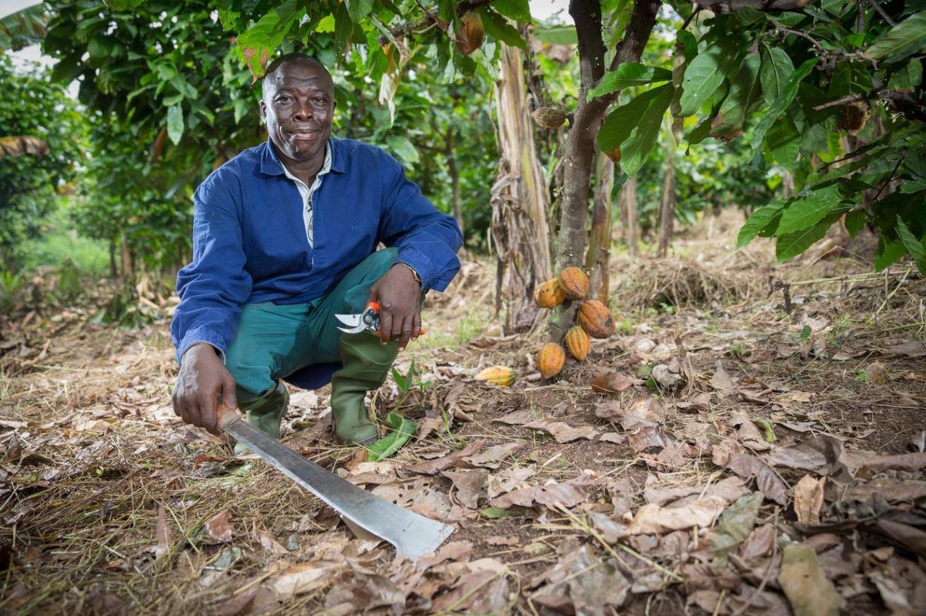 cocoa farmer