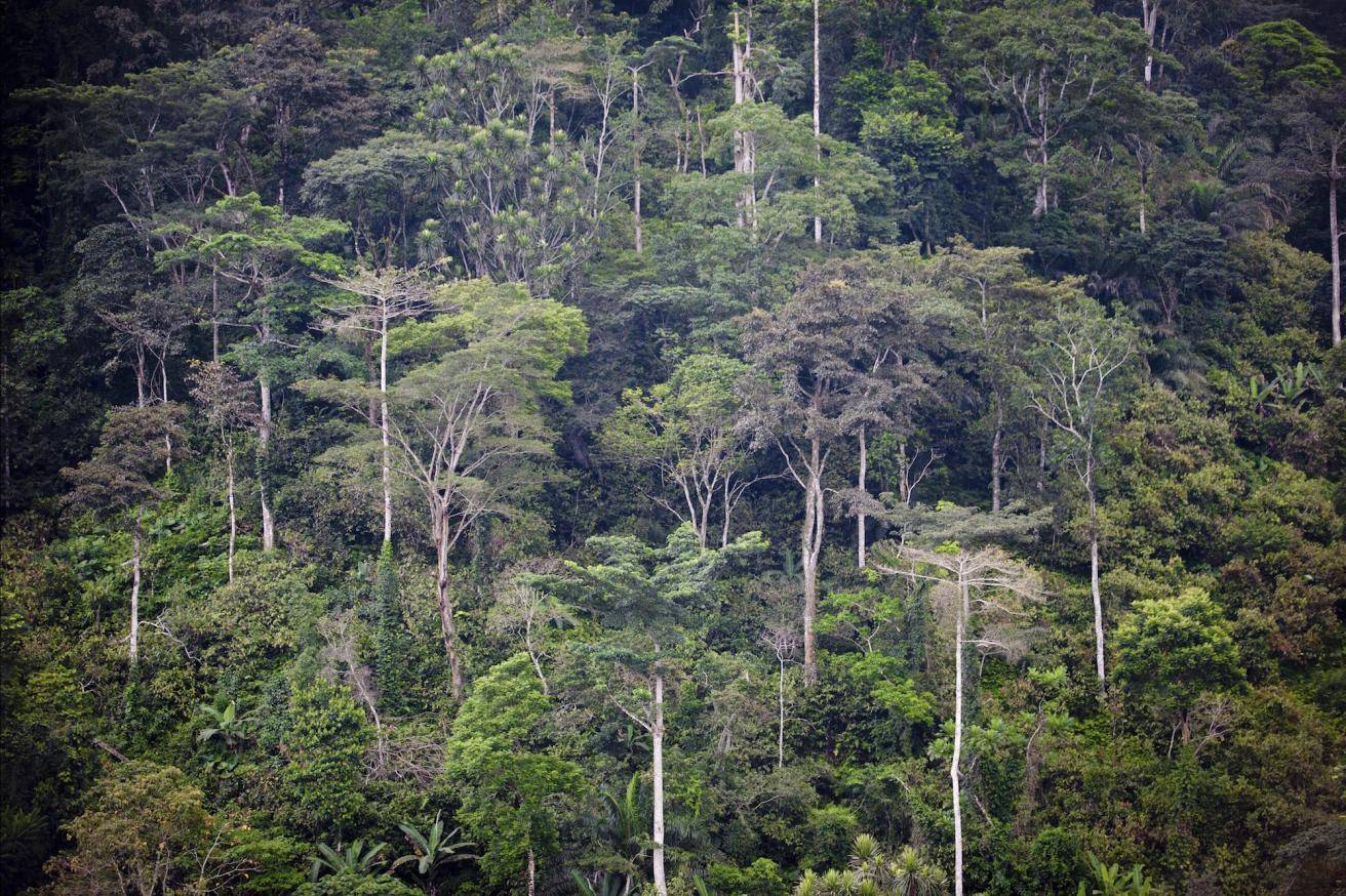 Rainforest in Cameroon - Barry Callebaut has committed to become forest and carbon positive by 2025