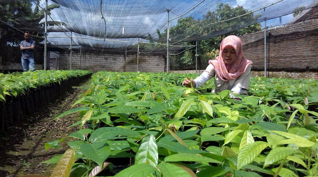Cocoa farmer
