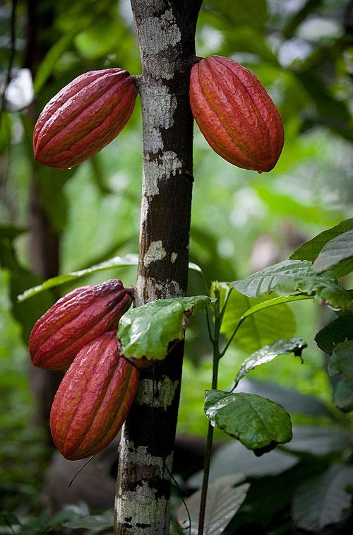 Cocoa Cameroon