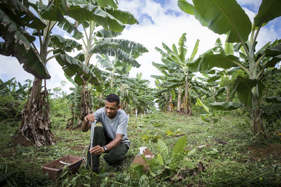 Cocoa cultivation