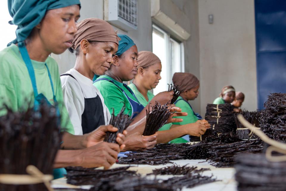 Packing Vanilla in Madagascar