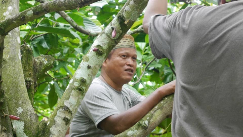 Certified cocoa farm in Polman in Indonesia