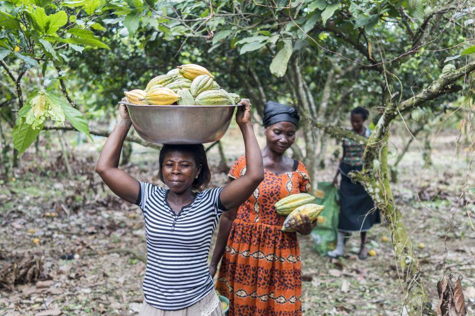 Carrying cocoa Ghana