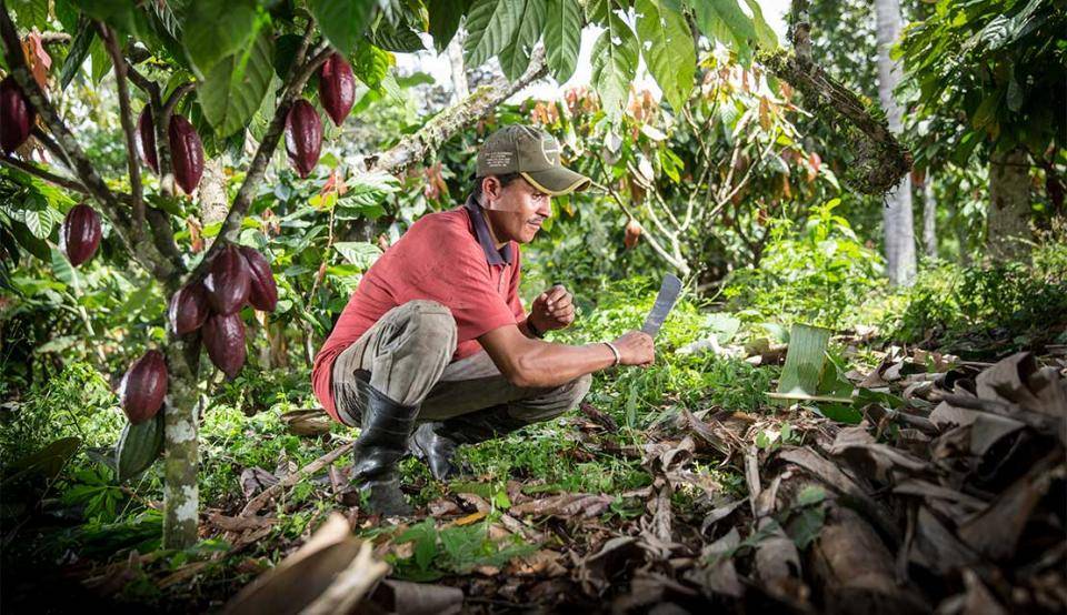 Cocoa farmer working on the cocoa field