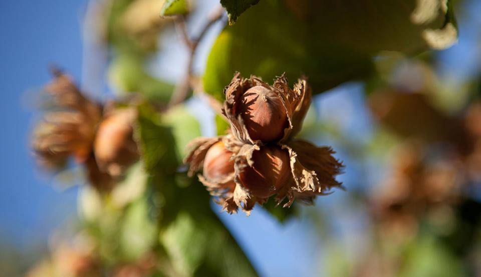 Organic nuts: hazelnuts