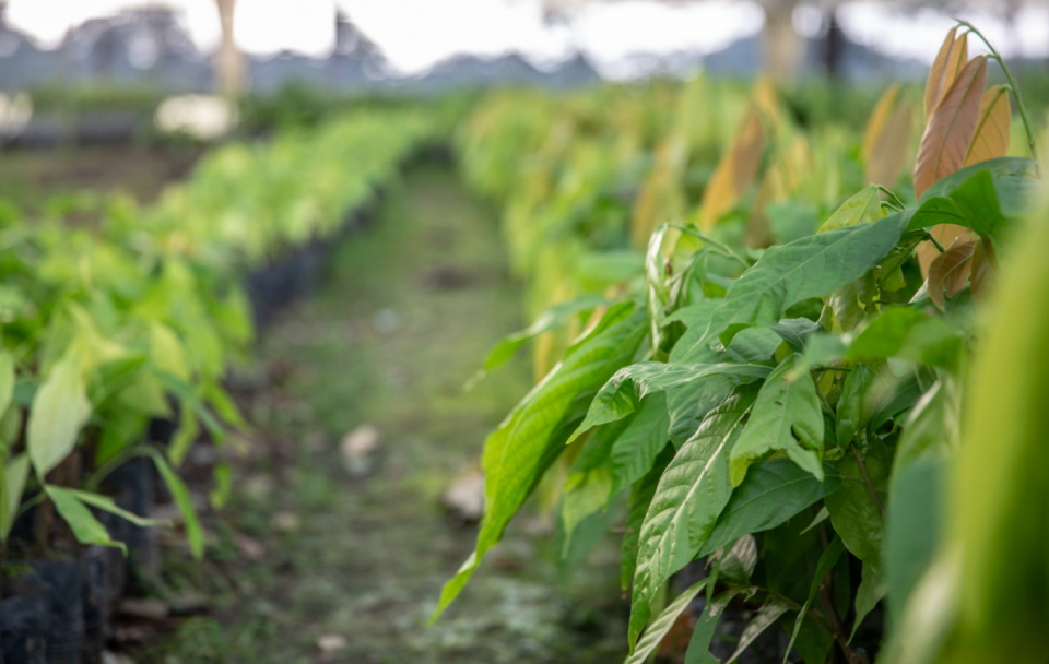 Barry Callebaut’s Forever Chocolate leads annual Sustainalytics ranking - Cocoa Plantation Ecuador