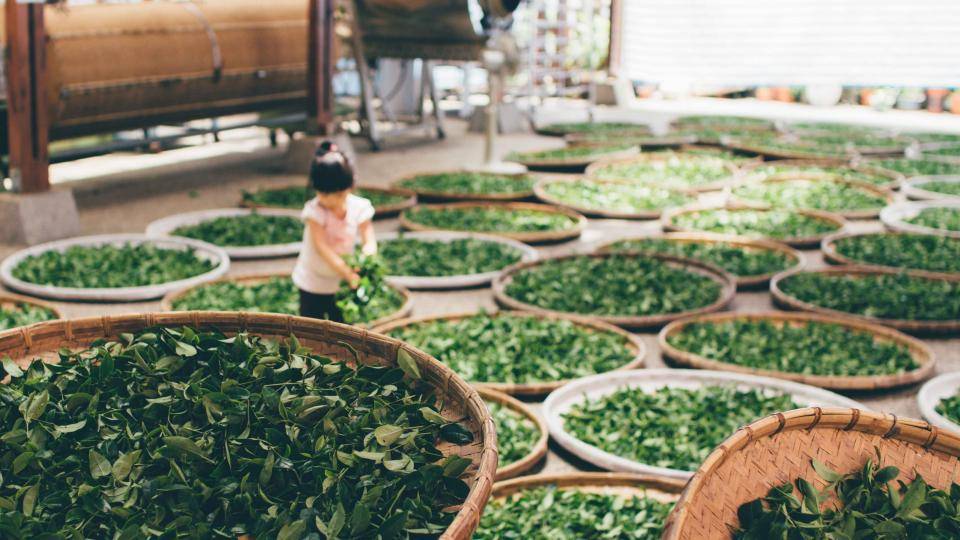 Matcha green tea production