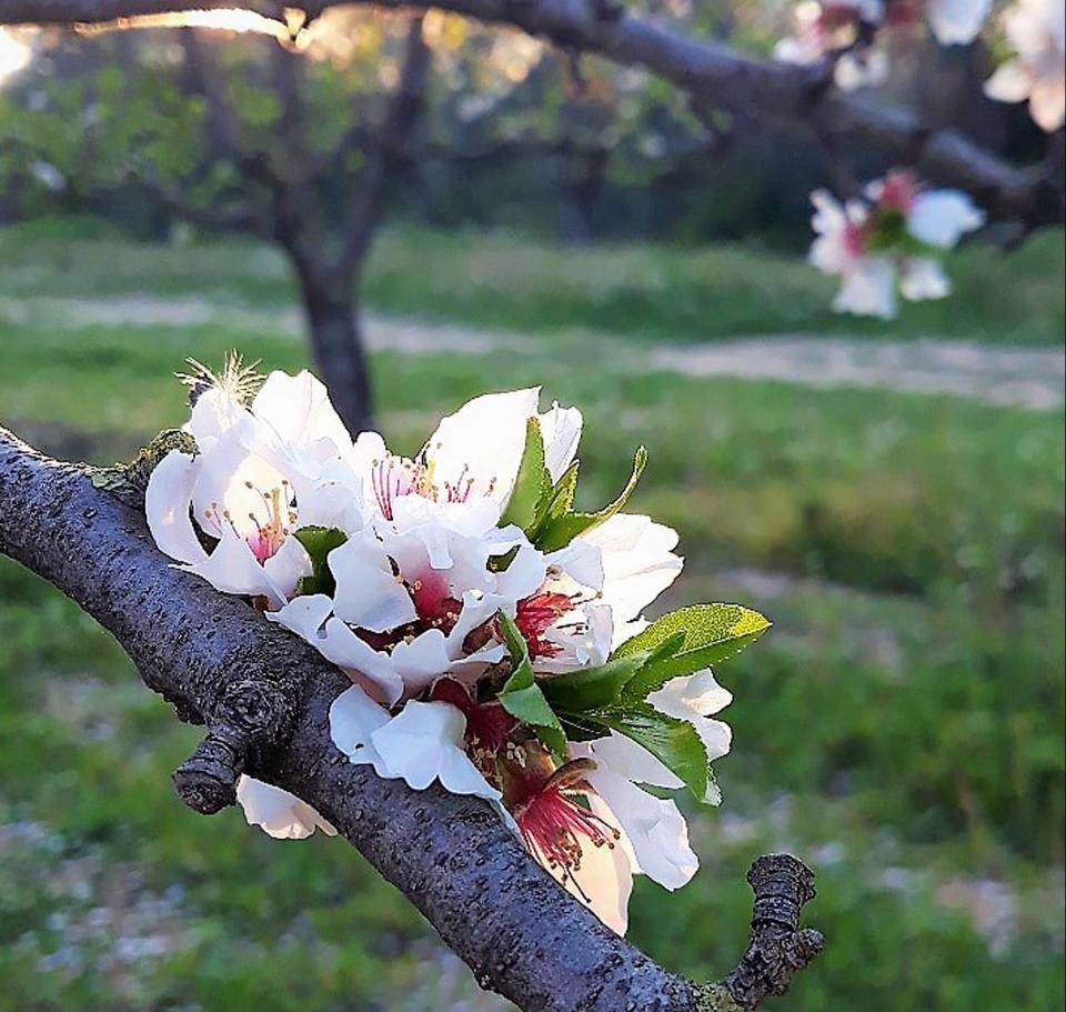 Almond flower in bloom