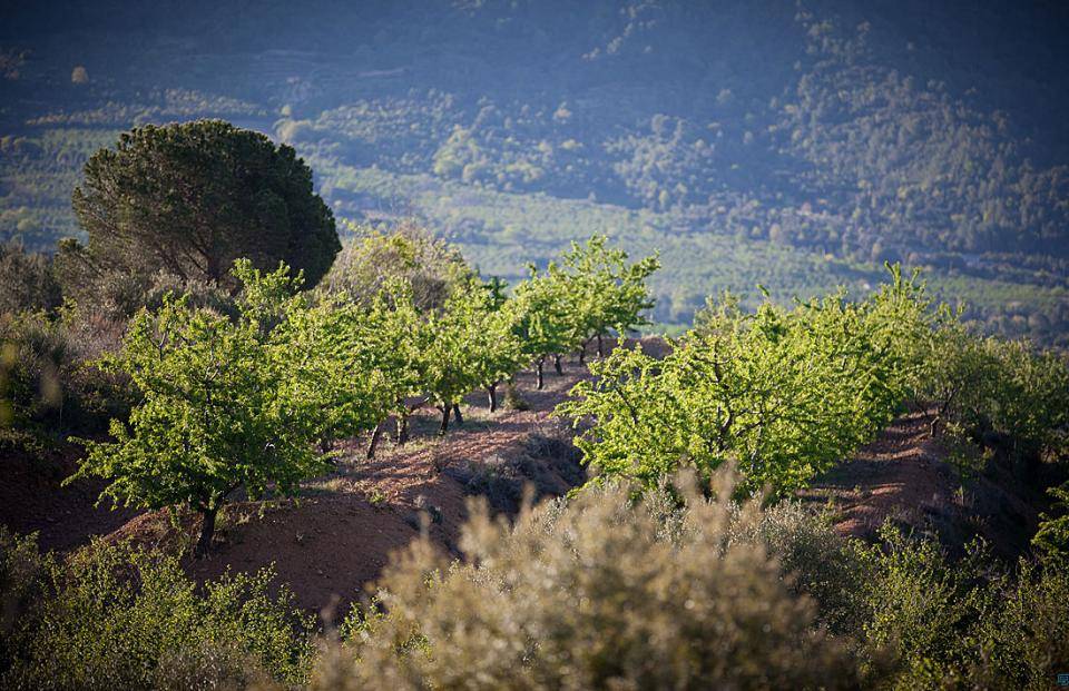 Spanish almonds orchards