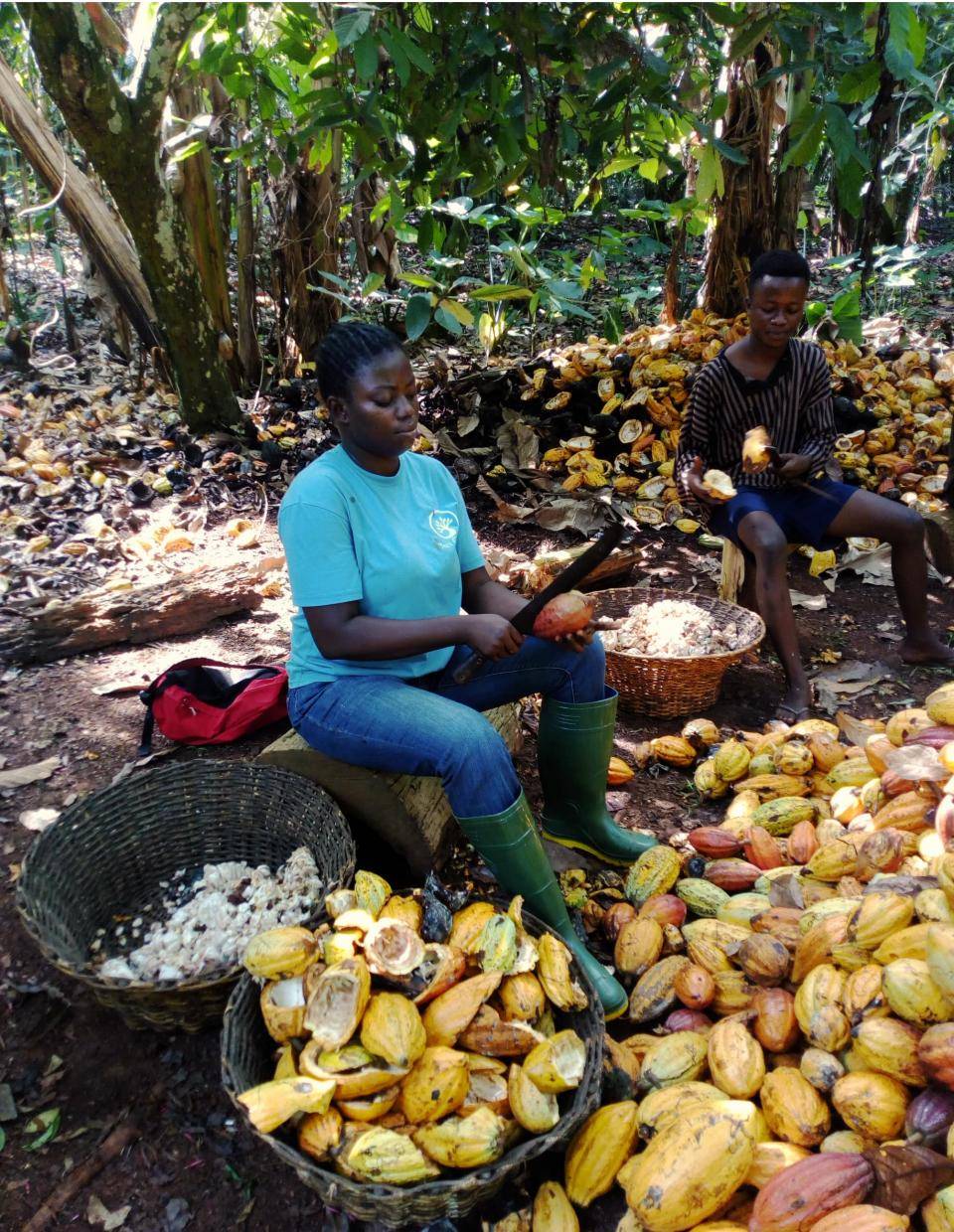 Cocoa farmer Ghana