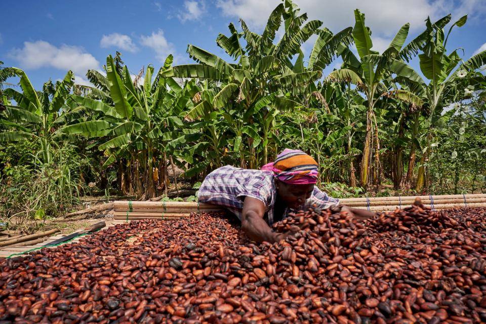 Cocoa farmer Ghana
