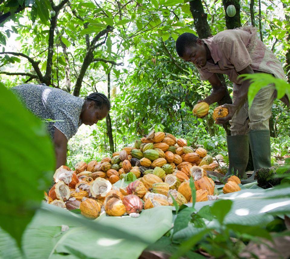 cacaofruitfarmers collecting cacaofruits