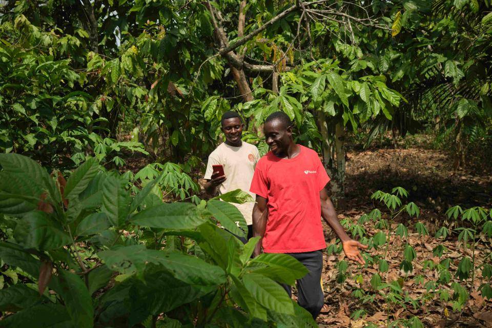 Coach and farmer in cocoa plantation