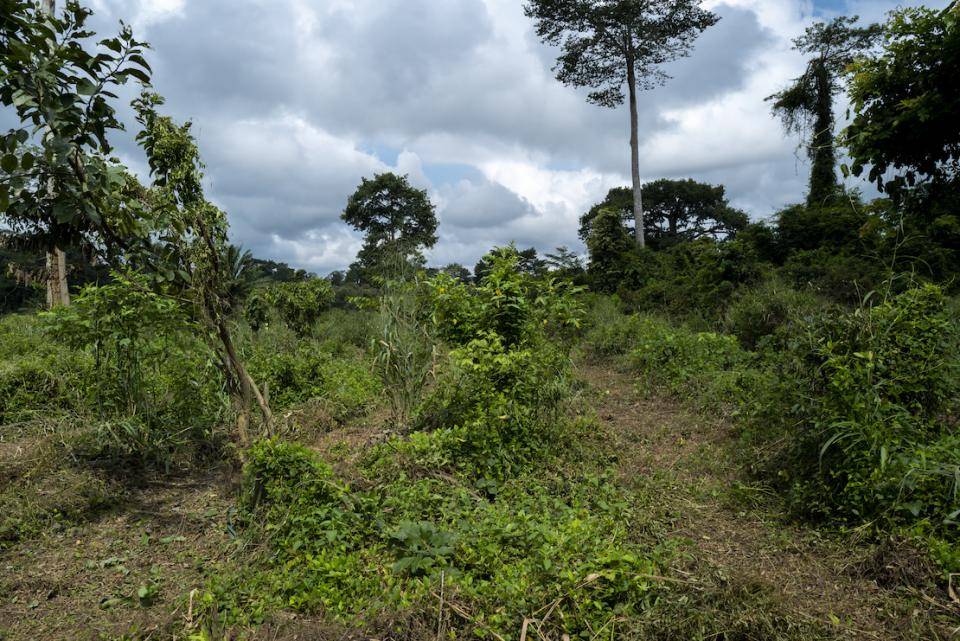 Ecosystem restoration biodiversity agroforestry