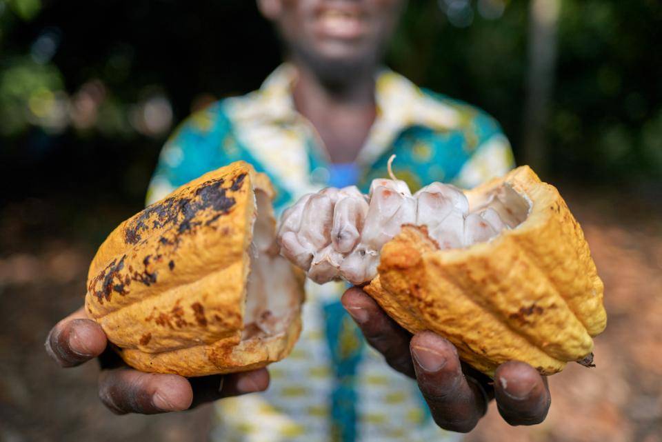 fully sustainable cocoa sector