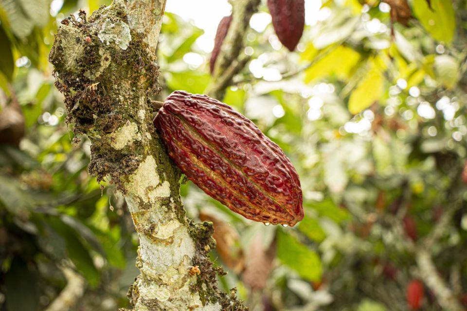 cacaopod cacaofruit