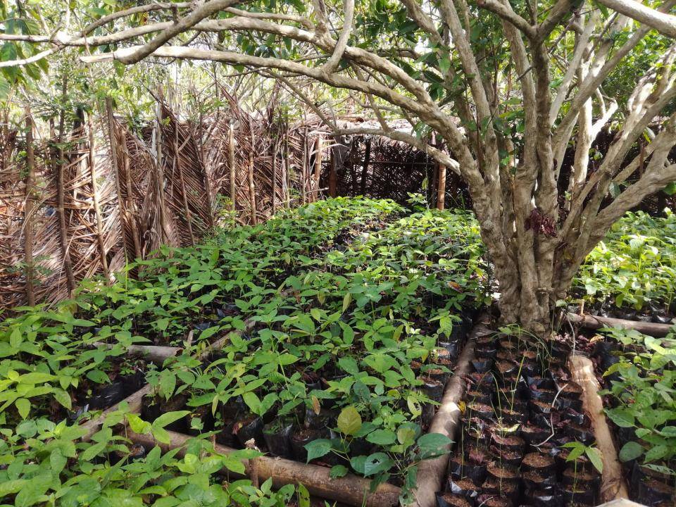 nursery of cocoa seedlings