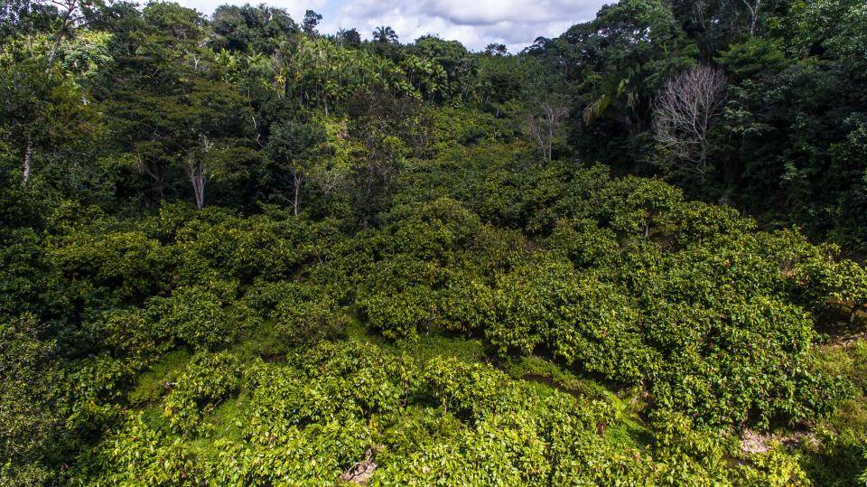 Barry Callebaut transparency deforestation