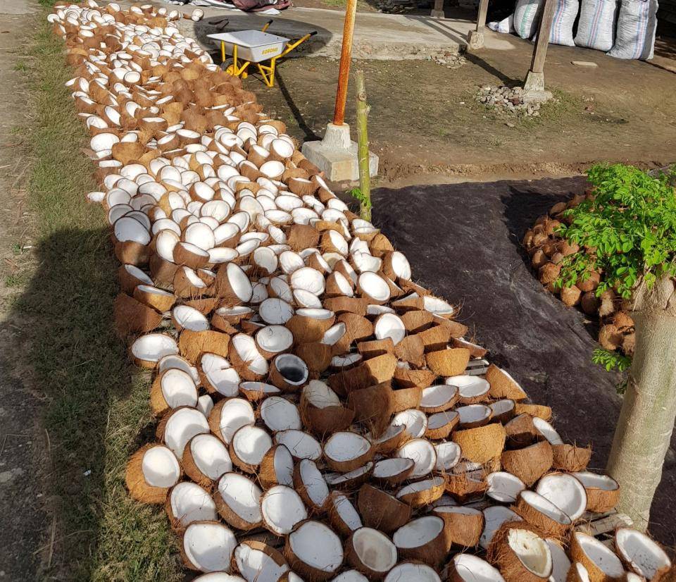 Rows of harvested coconuts undergoing drying stage on the ground