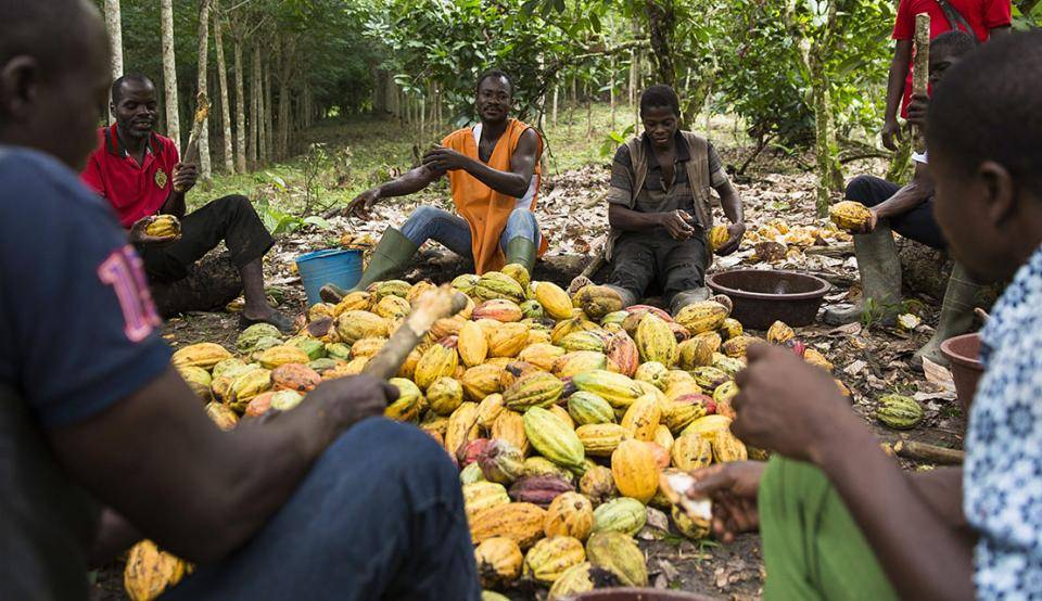 cocoa farm