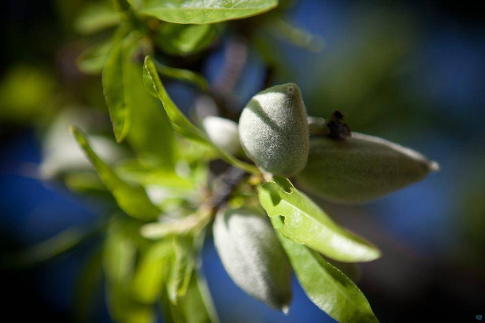 Fresh almonds on a tree