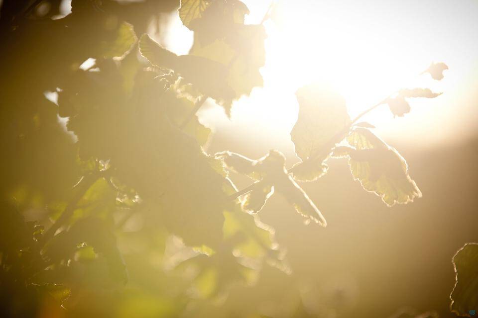 View of a hazelnut tree at sunrise