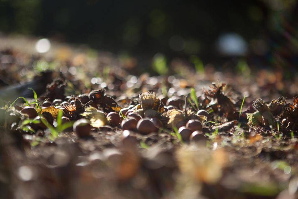 Fresh hazelnuts in the fields
